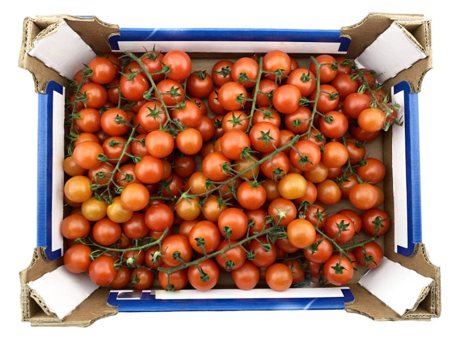 Cherry Cocktail Tomaten Sonderverkauf 3000g XXL Kiste