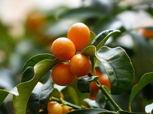 Kumquats – Die kleinen Zitrusfrüchte mit großem Geschmack