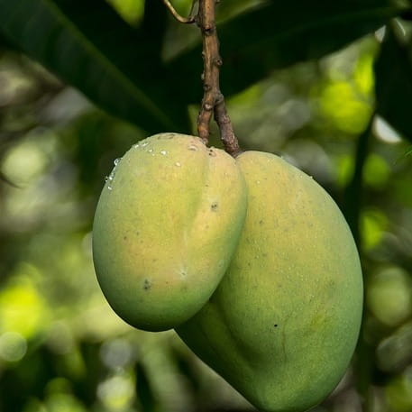 Mango – Eine beliebte, tropische Frucht Mango – Eine beliebte, tropische Frucht